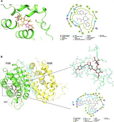 Licraside as novel potent FXR agonist for relieving cholestasis: structure-based drug discovery and biological evaluation studies